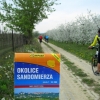 Okolice Sandomierza kwitną!